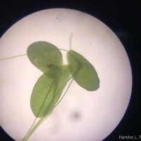 Spirodela punctata (G.Mey.) C.H.Thomps.